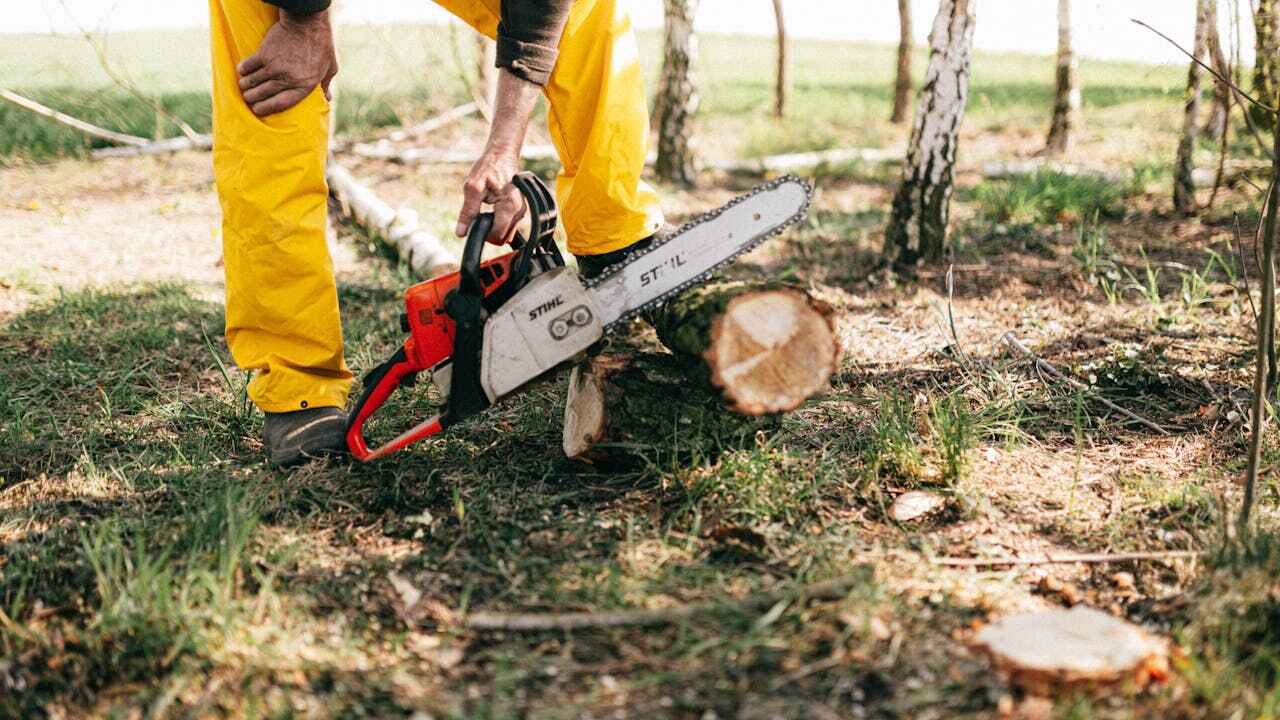 Best Tree Stump Removal  in East Jordan, MI